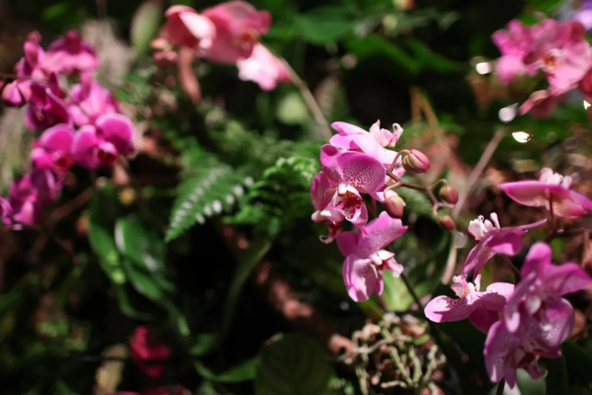 La Bucureşti a început Congresul European de Horticultură