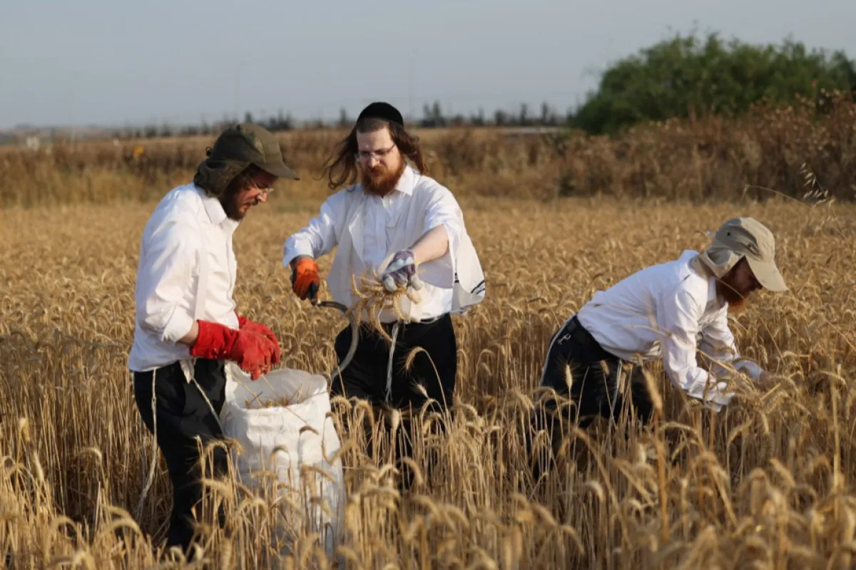 Acord de furnizare de grâu în situaţii de urgenţă, între România şi Israel