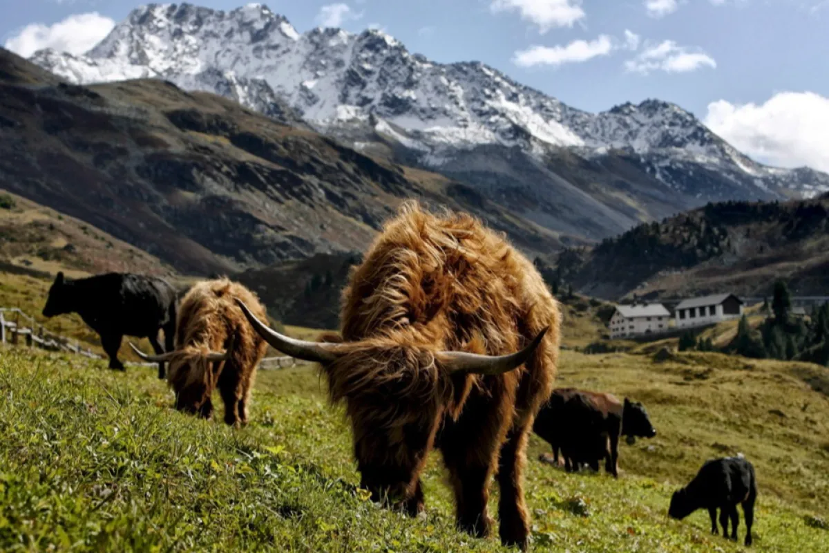 FAKE NEWS: Davosul impune legalizarea căsătoriilor între om şi animal