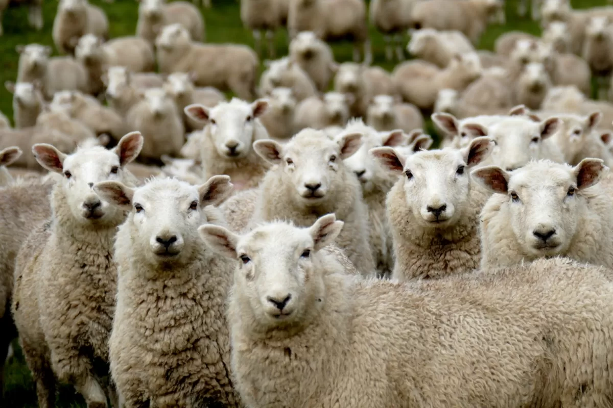 DEZINFORMARE: Măștile și lockdownul sunt inutile, expunerea la COVID-19 aduce imunitate de turmă