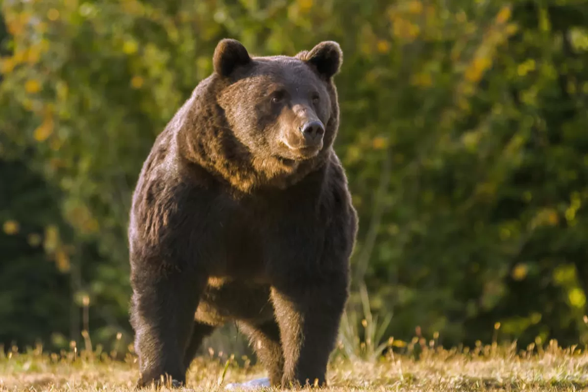 DEZINFORMARE: Împușcarea ursului Arthur arată că România e o colonie occidentală