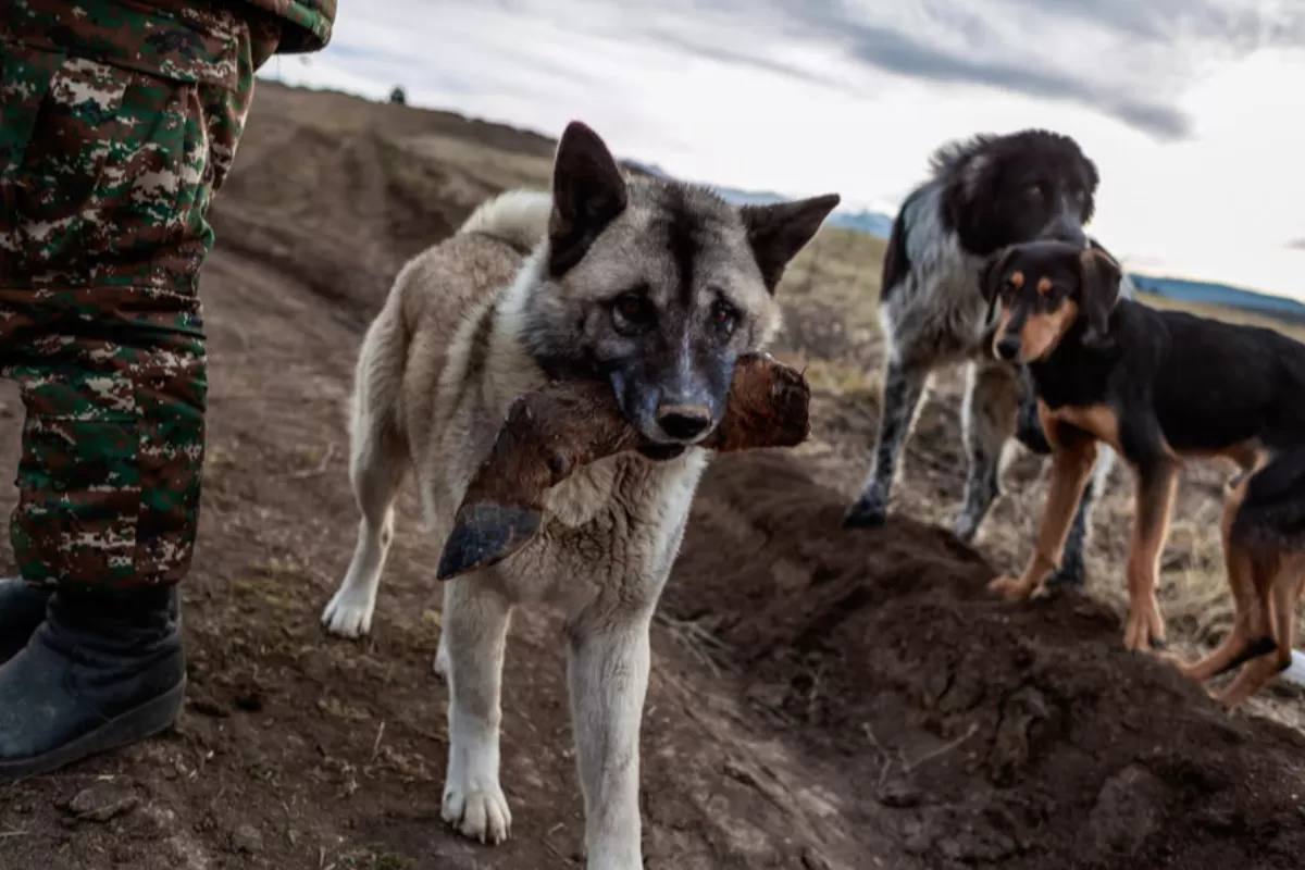 Ministerul Apărării de la Baku a afirmat că trupele sale au obligat să se retragă înapoi peste graniță circa 40 de millitari armeni, care pătrunseseră pe teritoriul azer