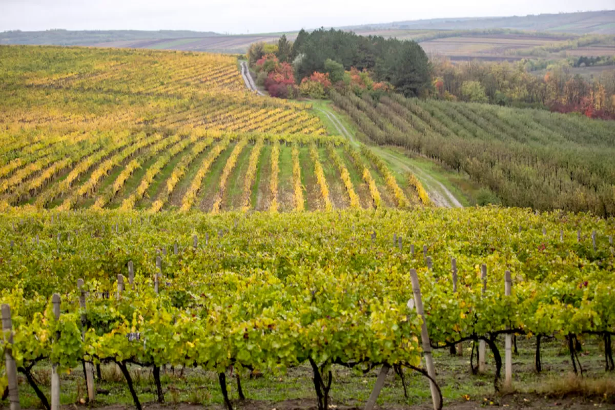 RĂZBOI ÎN UCRAINA: Mai multe produse agricole din Republica Moldova pe piața europeană