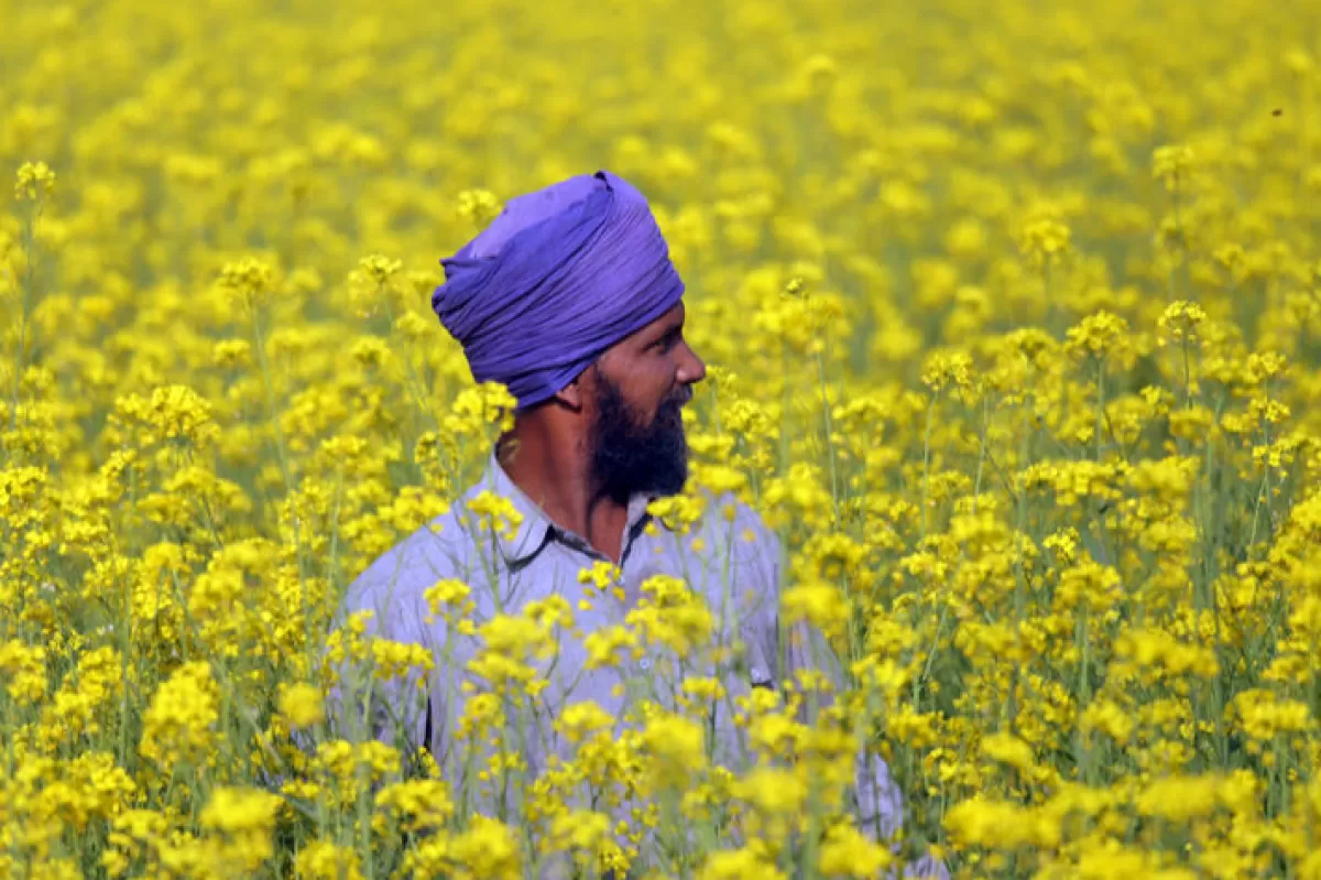 Criza muștarului va dura până la recolta de semințe din toamnă, anticipează producătorii. Războiul din Ucraina este una din cauze