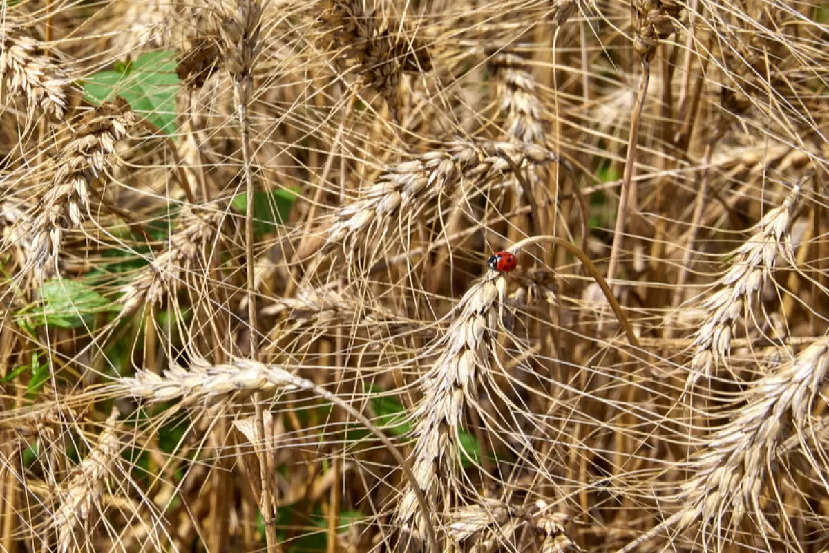 RĂZBOI ÎN UCRAINA: Preţul grâului a crescut după atacurile ruseşti asupra portului ucrainean Odesa