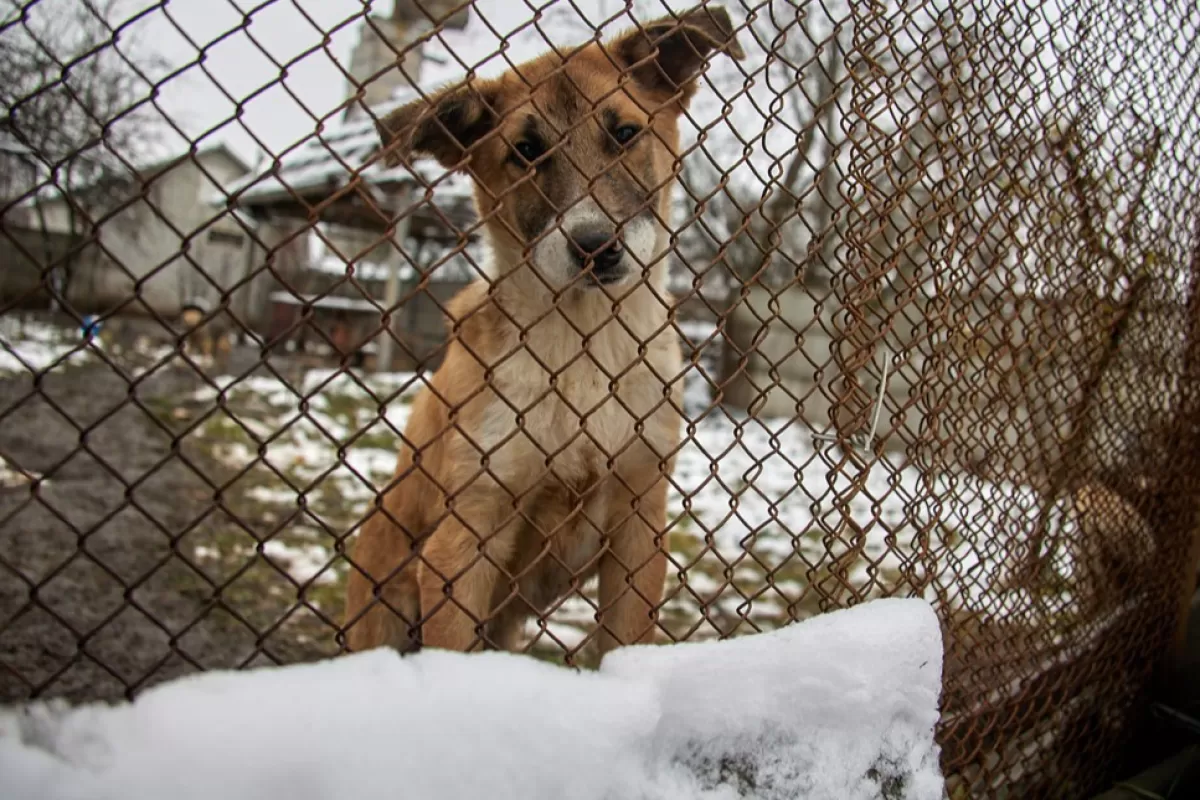 RĂZBOI ÎN UCRAINA: Reprezentanțe diplomatice ale Kievului în Europa au primit colete conținând ochii scoși ai unor animale