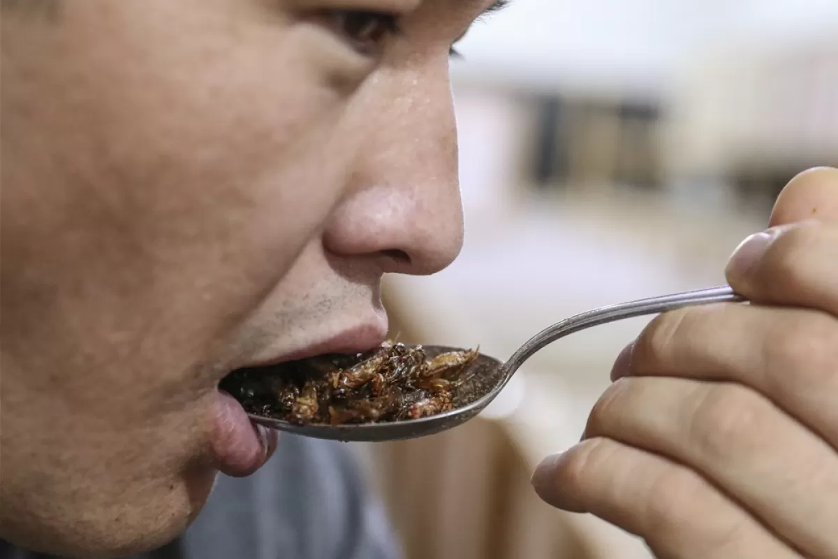 FAKE NEWS: Produsele din Uniunea Europeană vor conține făină din greieri, care este alergenă și duce la șoc anafilactic