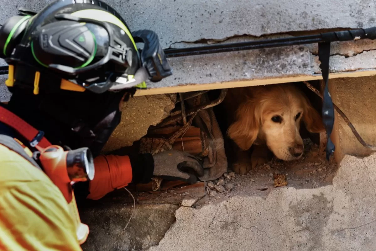 O misiune mai puțin vizibilă după dezastrul din Turcia: eforturile salvatorilor de animale