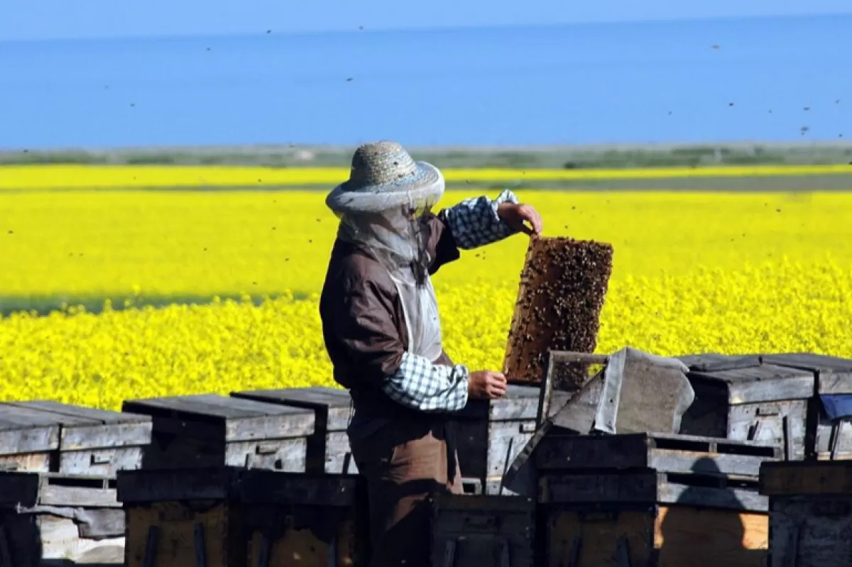 Jumătate din mierea importată de UE ar fi contrafăcută