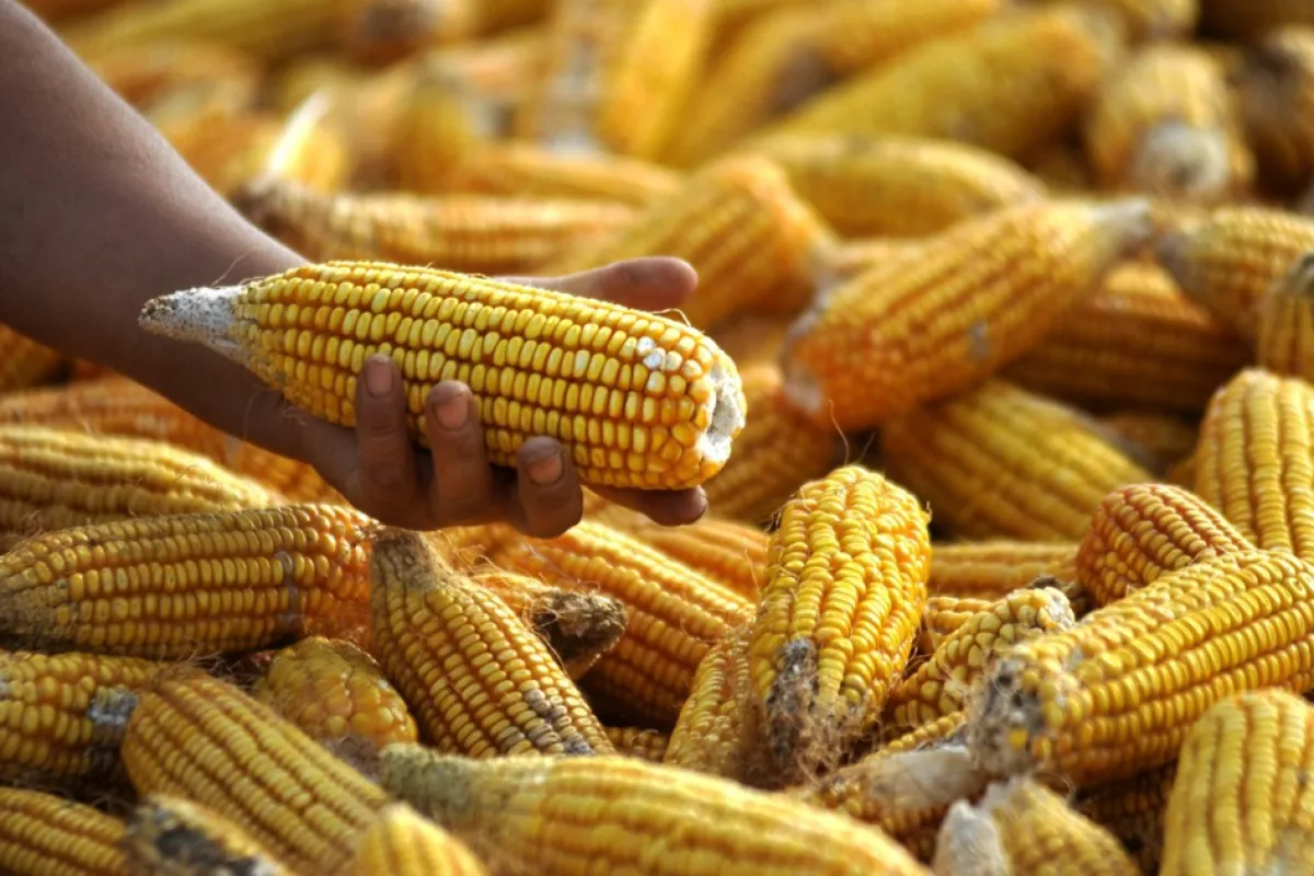 Porumb furajer contaminat, exportat din România în Olanda