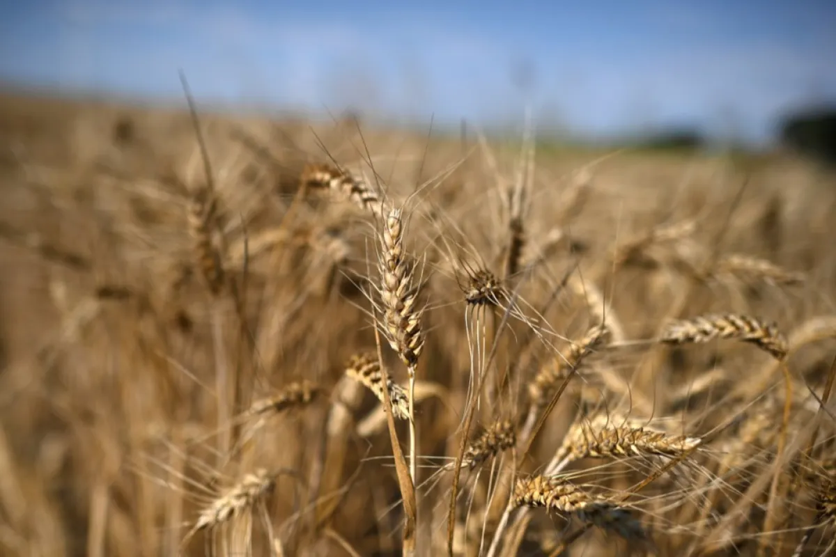 România, lider la exporturile UE de grâu şi orz în iulie