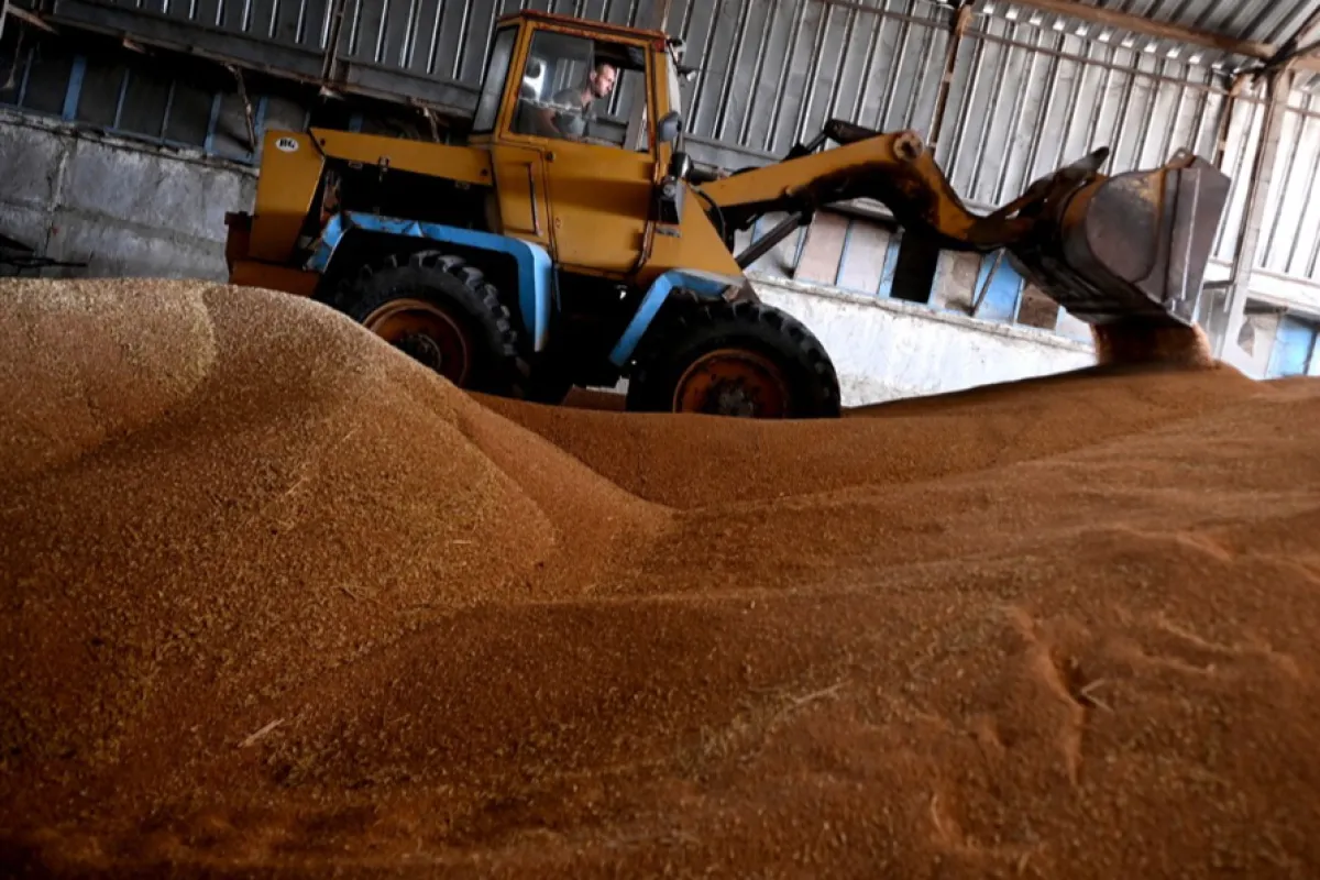 România este lider în Uniunea Europeană la exporturile de grâu