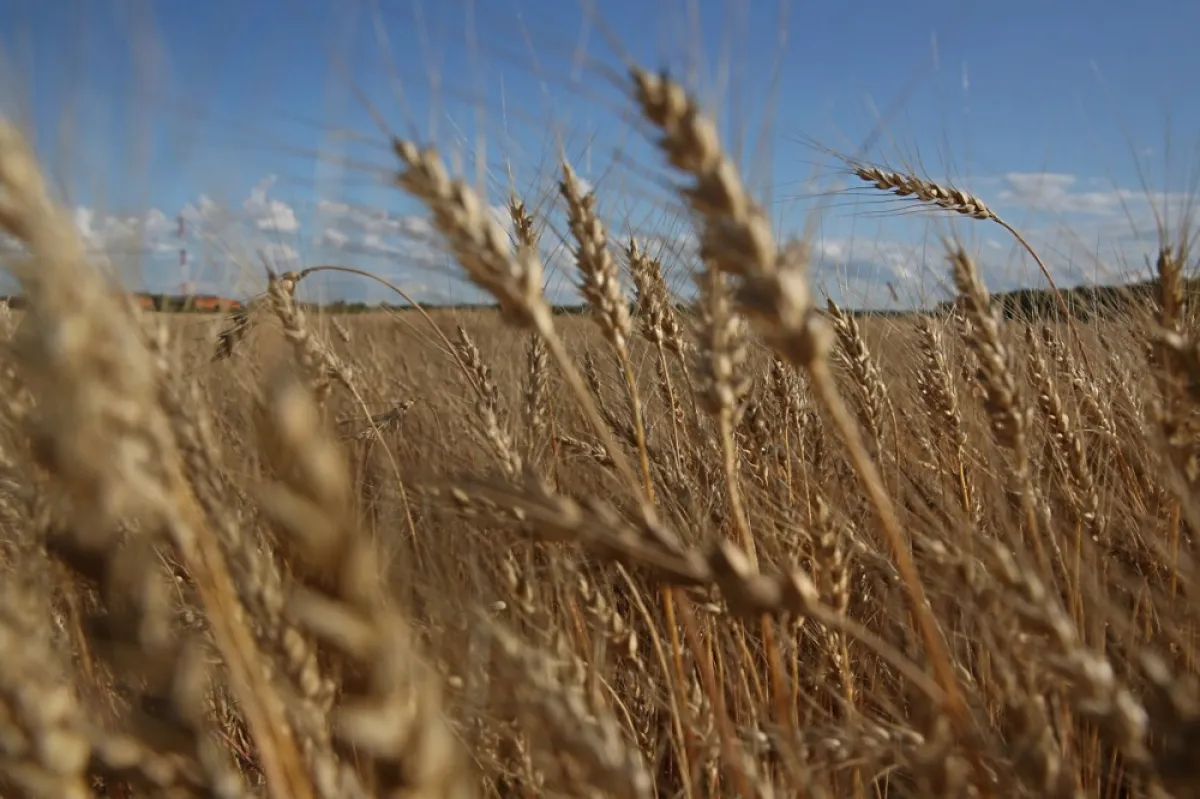 Importurile de cereale din Ucraina vor fi permise doar cu autorizație