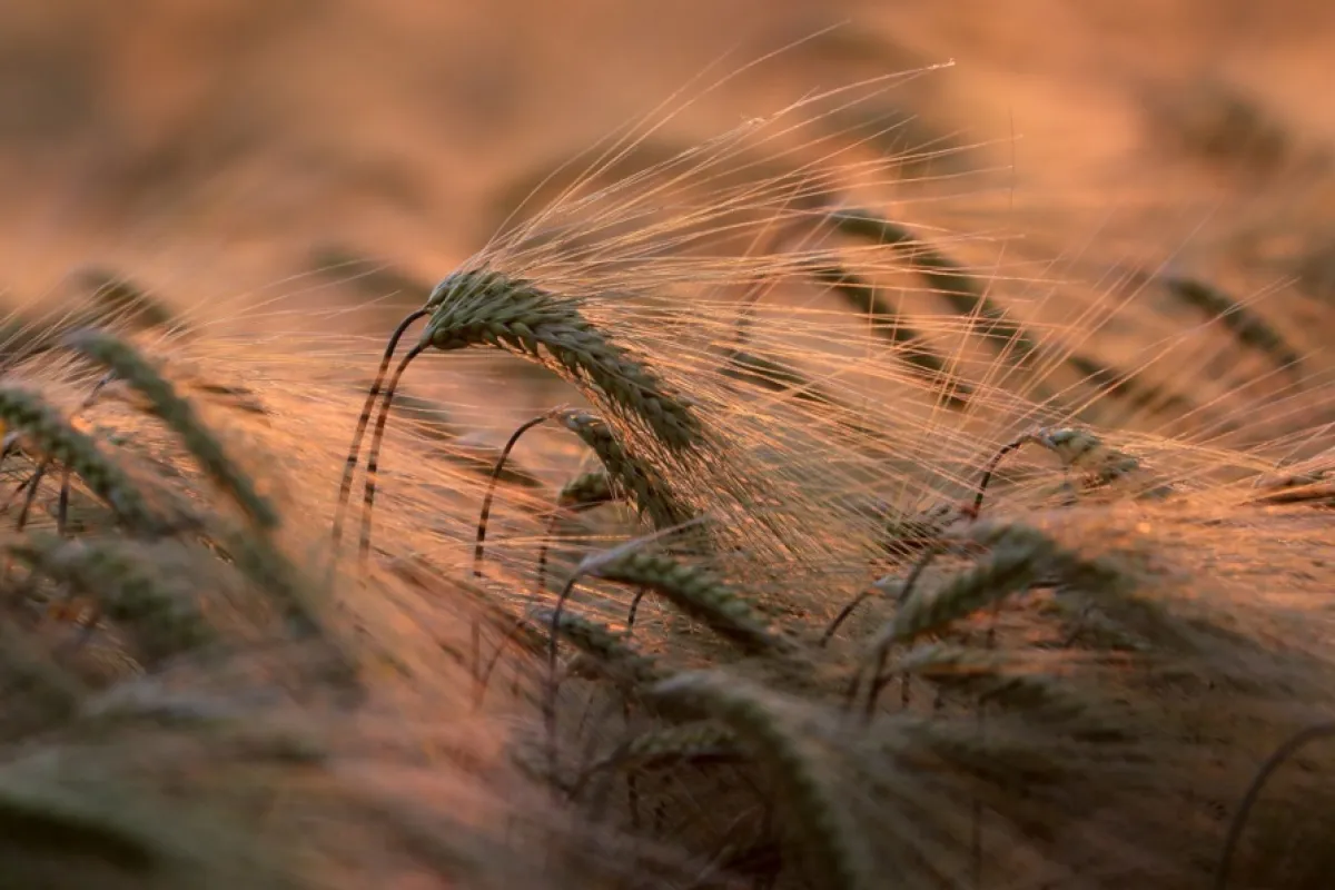 Producția de cereale a României a scăzut cu 32% anul trecut