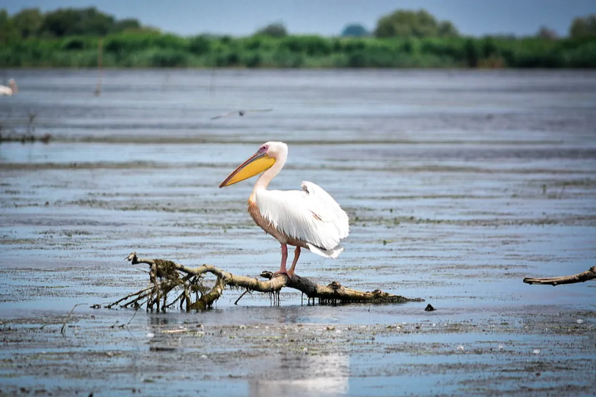 FAKE NEWS: NATO distruge Delta Dunării
