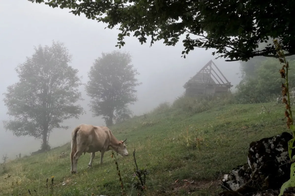 APIA a autorizat la plată peste 1,5 miliarde de euro, în cadrul Campania 2023