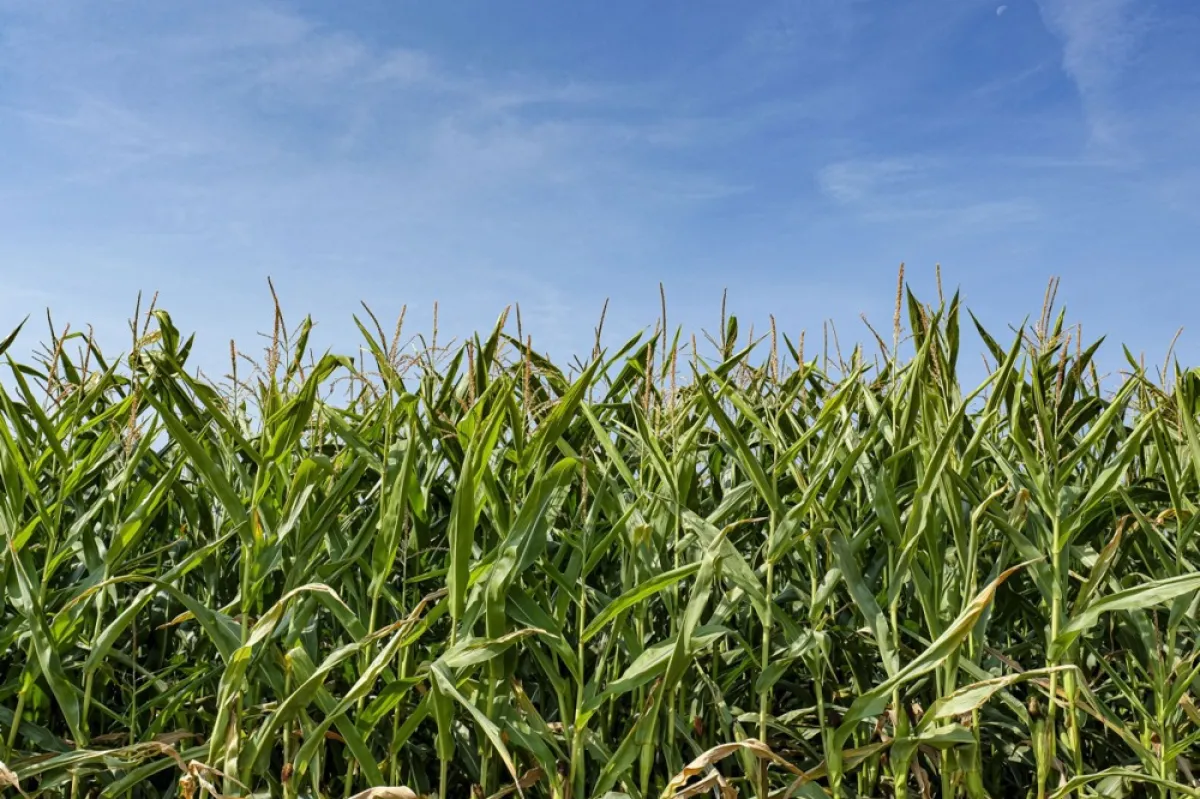 România introduce sigiliul electronic pentru cerealele ucrainene aflate în tranzit