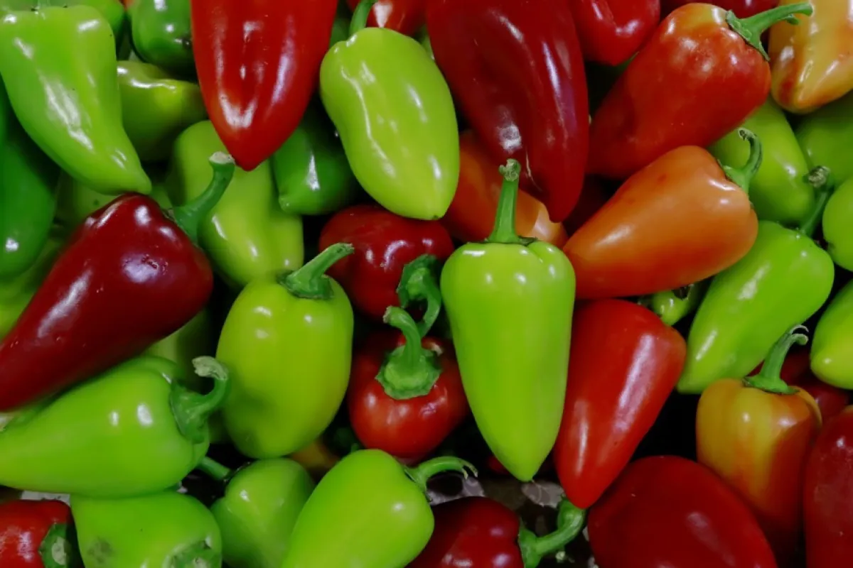 România a vândut Ucrainei cereale şi seminţe oleaginoase în valoare de peste 11.000.000 de euro