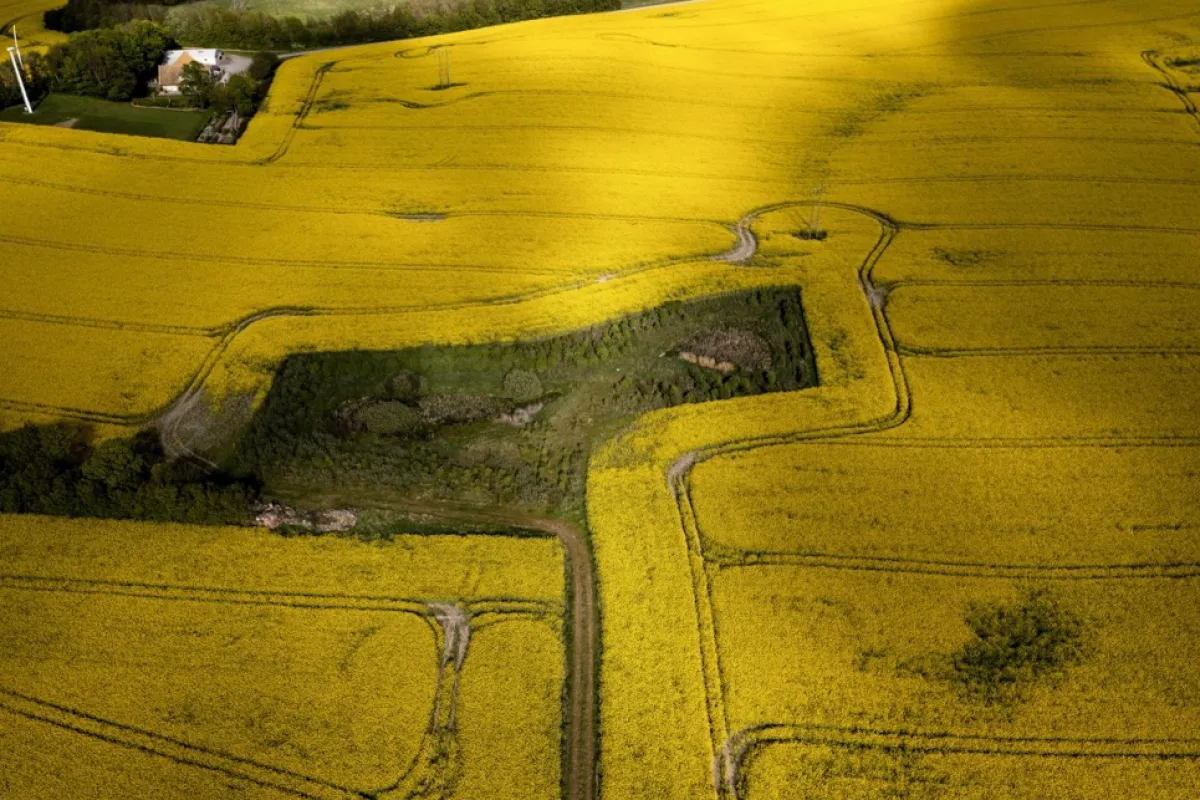 Semințe de rapiță din România, depistate în Germania cu reziduuri de pesticide de 10 ori mai mari decât limita admisă