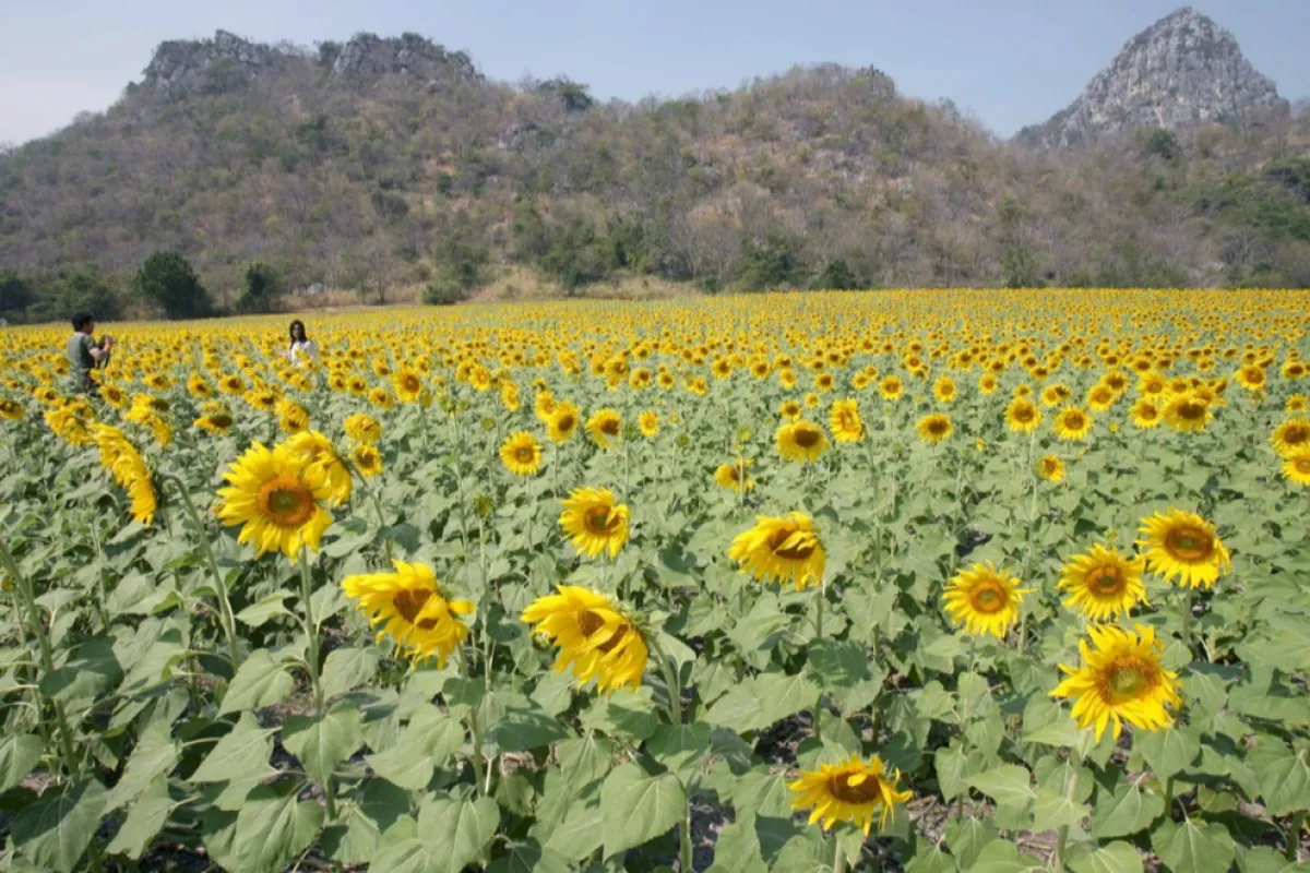 România, locul doi la exportul de grâu din Uniunea Europeană