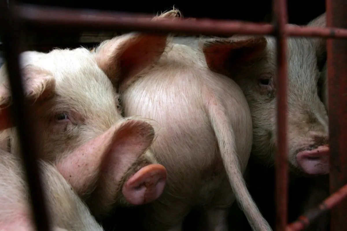 Comisia Europeană a aprobat un ajutor financiar de aproape 300 de milioane de euro pentru fermierii români