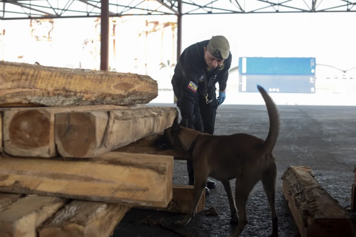 Poliția antinarcotice caută droguri printre lemne, în portul Guayaquil, Ecuador, 22 iulie 2022 (Emis la 3 august 2022). Printre fructe false, în interiorul lemnului, între cutii cu creveți, banane, cereale, resturi sau chiar în sticle de ceai, traficul de droguri a făcut din portul Guayaquil din Ecuador una dintre marile trambuline pentru a „exporta” tone de cocaină în forme multiple din America de Sud până în în Europa și Statele Unite.