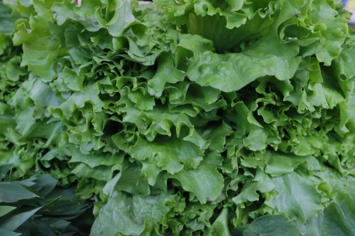 Situație alarmantă privind utilizarea pesticidelor în marile bazine legumicole ale României