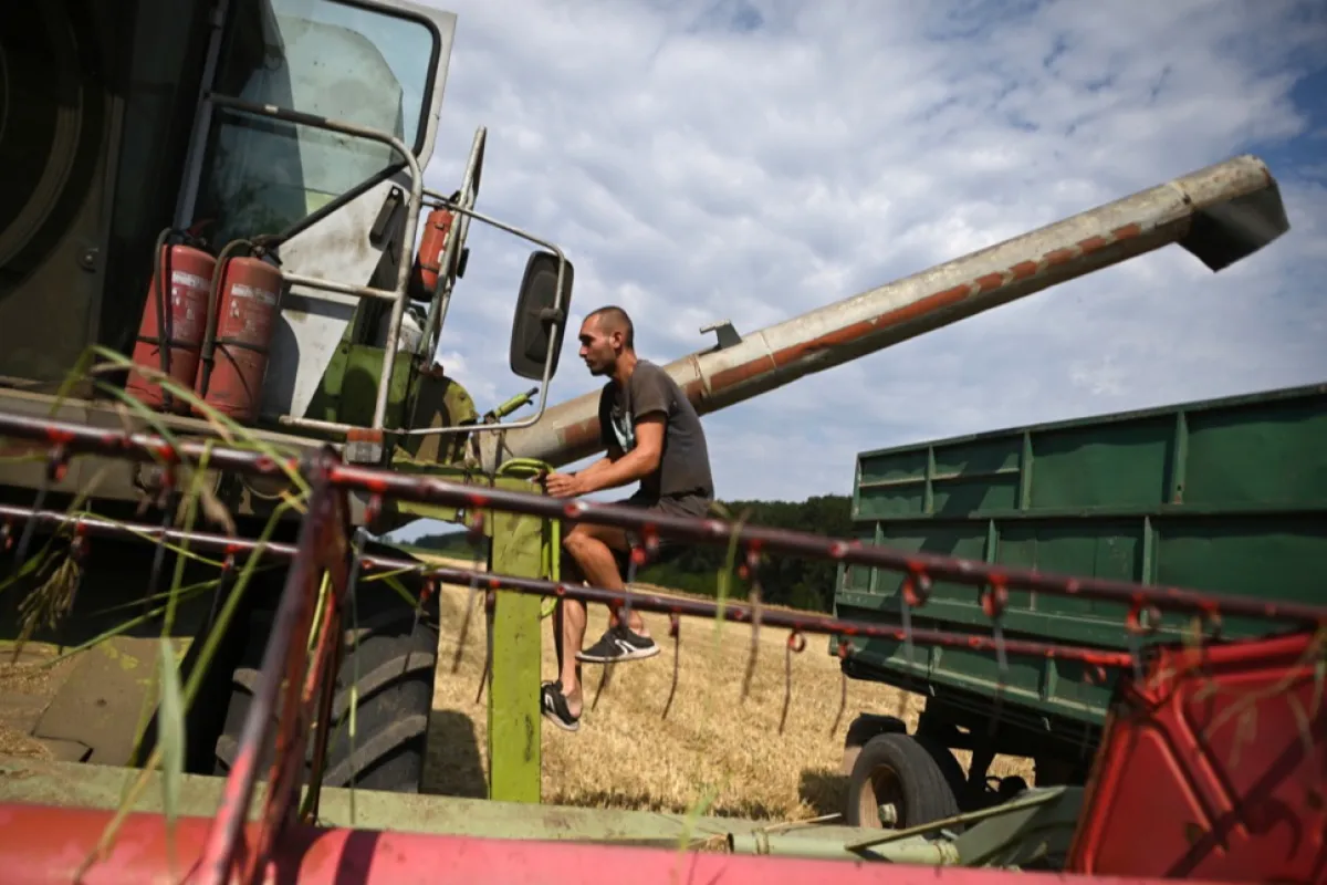 Exportul de cereale românești, în scădere de peste 4%